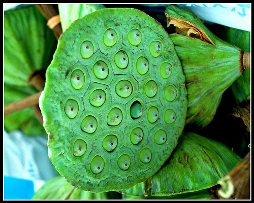 IniBlogShikinIsmailBuahTeratai IniBlogShikinIsmailBuahTeratai